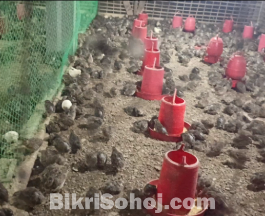 ২৬ দিন বয়সের কোয়েল পাখি বিক্রি হবে।